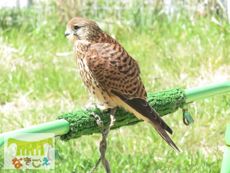 天王寺動物園で飼育中のチョウゲンボウ