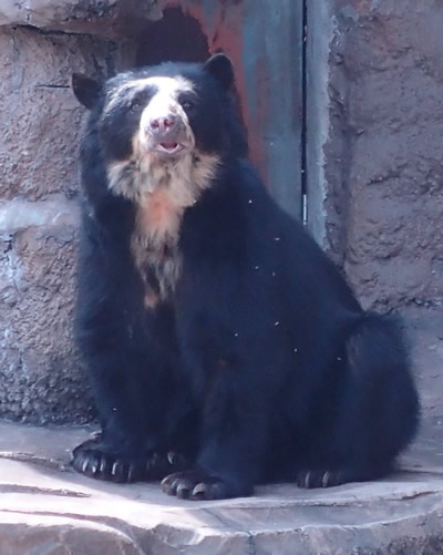 メガネグマの雌が来園