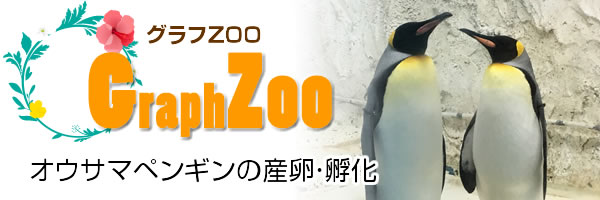 オウサマペンギンの産卵・孵化