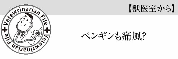 【獣医室から】ペンギンも痛風？