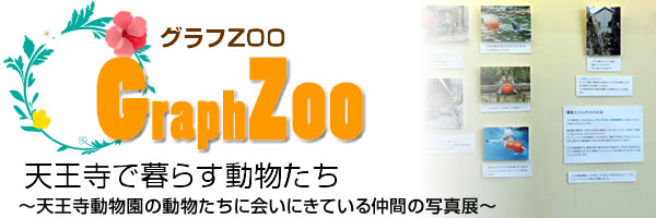 天王寺で暮らす動物たち
～天王寺動物園の動物たちに会いにきている仲間の写真展～
