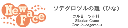 ソデグロヅルの雛（ひな）