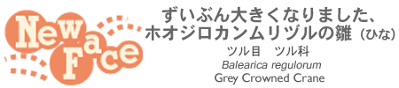 ずいぶん大きくなりました、ホオジロカンムリヅルの雛（ひな）