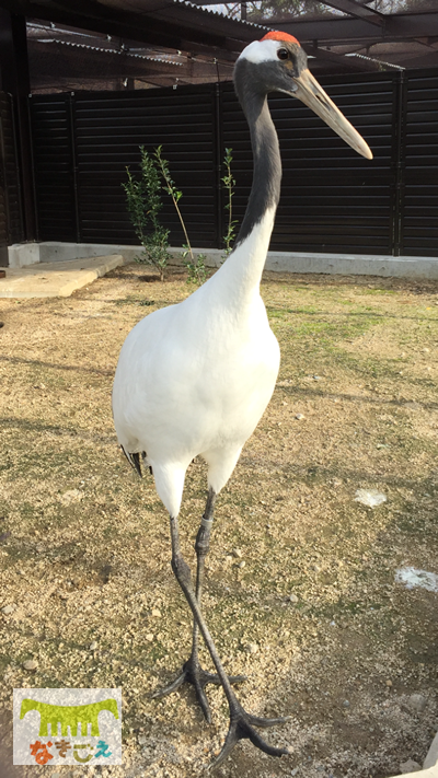 タンチョウ