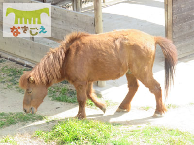 野間馬