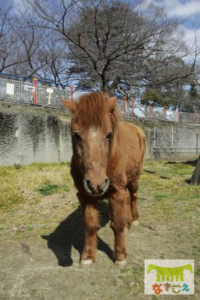 野間馬（ノマウマ）の福