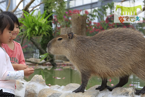 カピバラとのふれあい