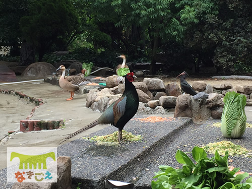 鳥の楽園にて、餌台に立つニホンキジのノブナガ