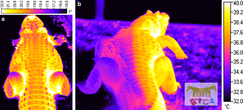 動物園でワニのウロコの体温を測定している様子