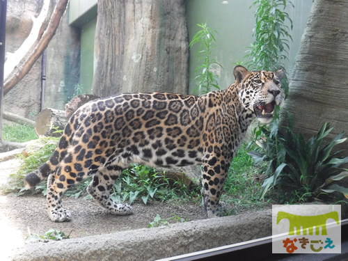 静岡市立日本平動物園での小助