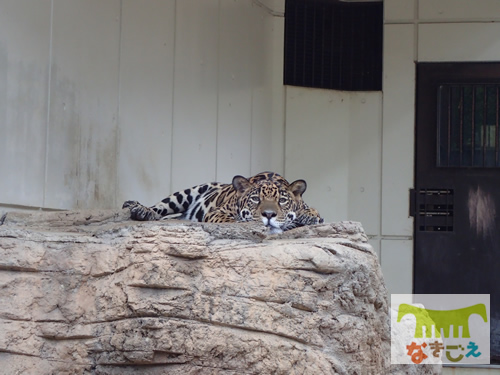 愛媛県立とべ動物園での佐助