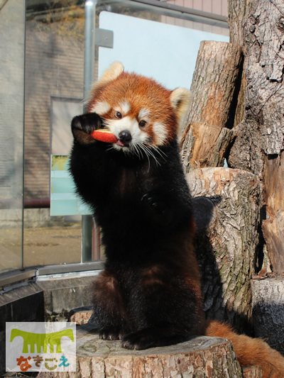 始めましてレッサーパンダの咲弥です！