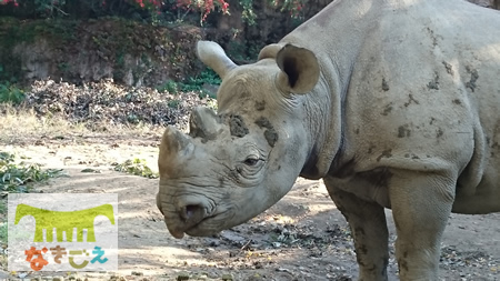 図2．サミア（大阪市天王寺動物園）