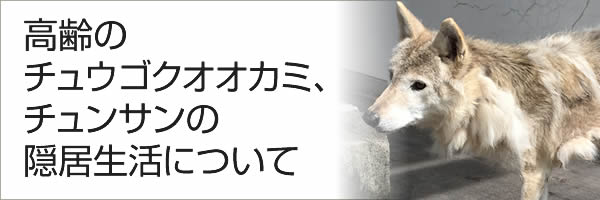 高齢のチュウゴクオオカミ、チュンサンの隠居生活について