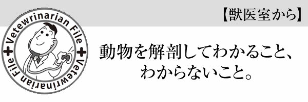 動物を解剖してわかること、わからないこと。