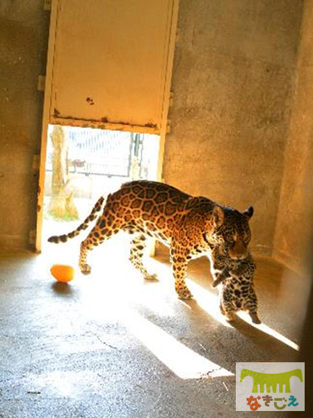 生後45日目、放飼場トレーニング風景（2018年1月19日）