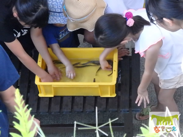 ドジョウを触る子どもたち（写真提供：古屋美千代）