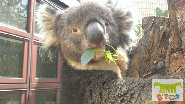 初めて外に出て陽射しを浴びた日のそら。ユーカリを持って行くとパクパクと食べました。