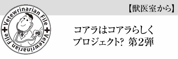 コアラはコアラらしくプロジェクト？　第２弾