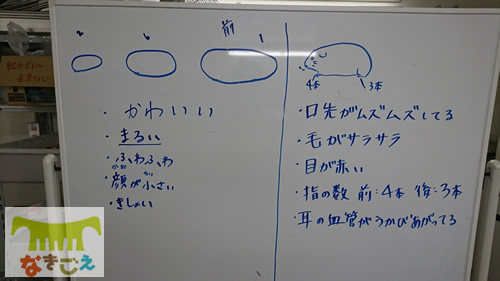 触る前と触った後に書いてもらったテンジクネズミのイメージ