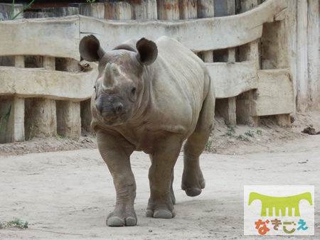 ライプチヒ動物園にいたころのサミアです