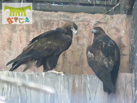 写真２：天王寺動物園のニホンイヌワシ
