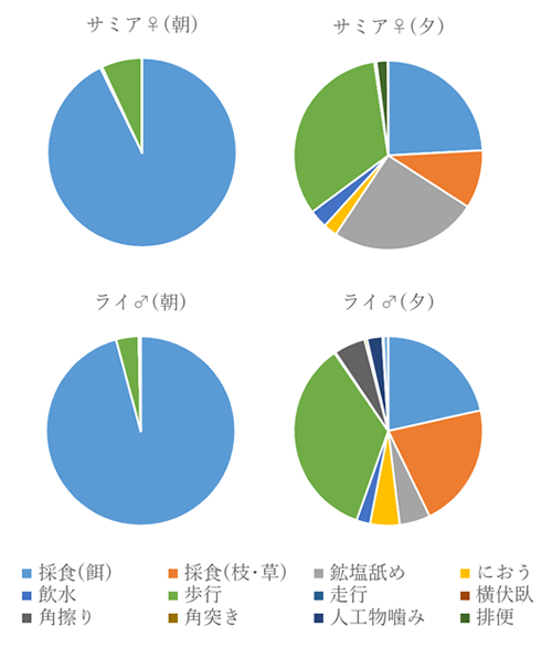 クロサイのサミア(メス)とライ(オス)の行動レパートリー