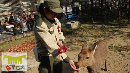 ニホンジカのゑつ子とのスキンシップ