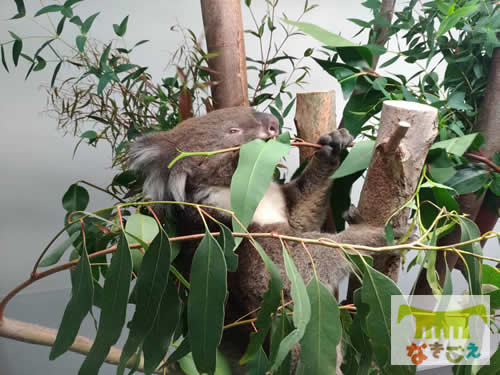 ⑤	輸送箱に止まり木として設置していった天王寺動物園でお気に入りだったユーカリに座って少し落ち着いてユーカリを食べてくれているアーク父ちゃん