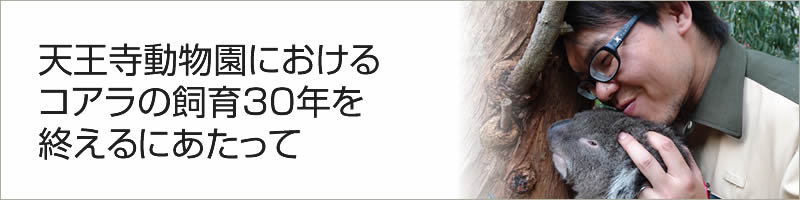 天王寺動物園におけるコアラの飼育30年を終えるにあたって