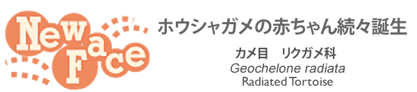 ニューフェース