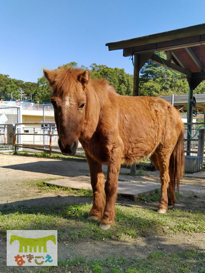 野間馬の福ちゃん