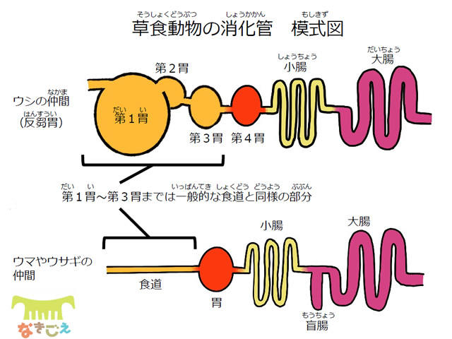 消化管模式図