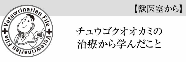 チュウゴクオオカミの治療から学んだこと