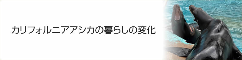 カリフォルニアアシカの暮らしの変化