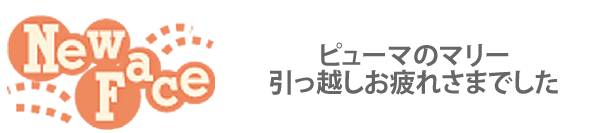 ニューフェース