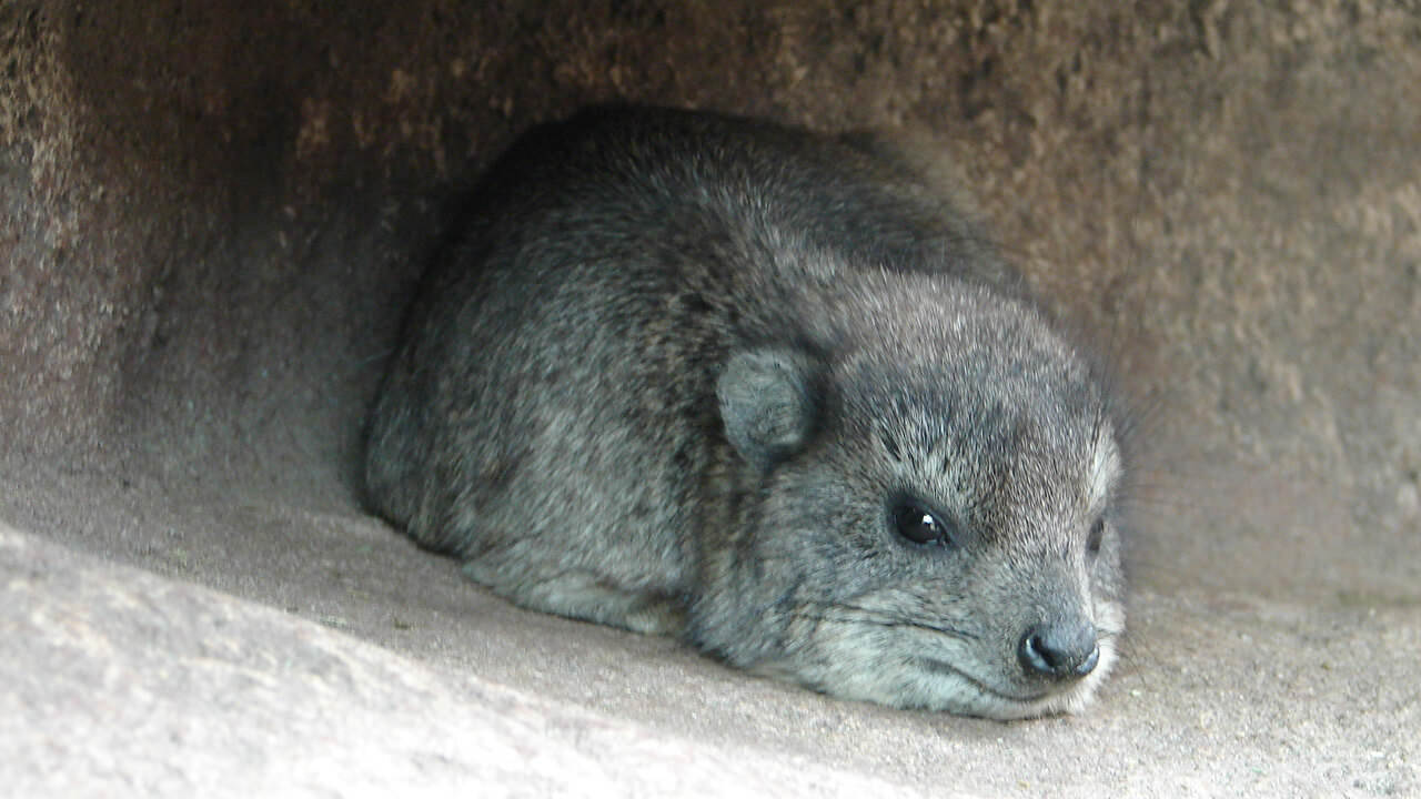 カバ Hippopotamus amphibius