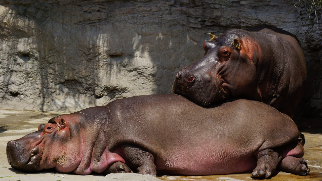 カバ Hippopotamus amphibius
