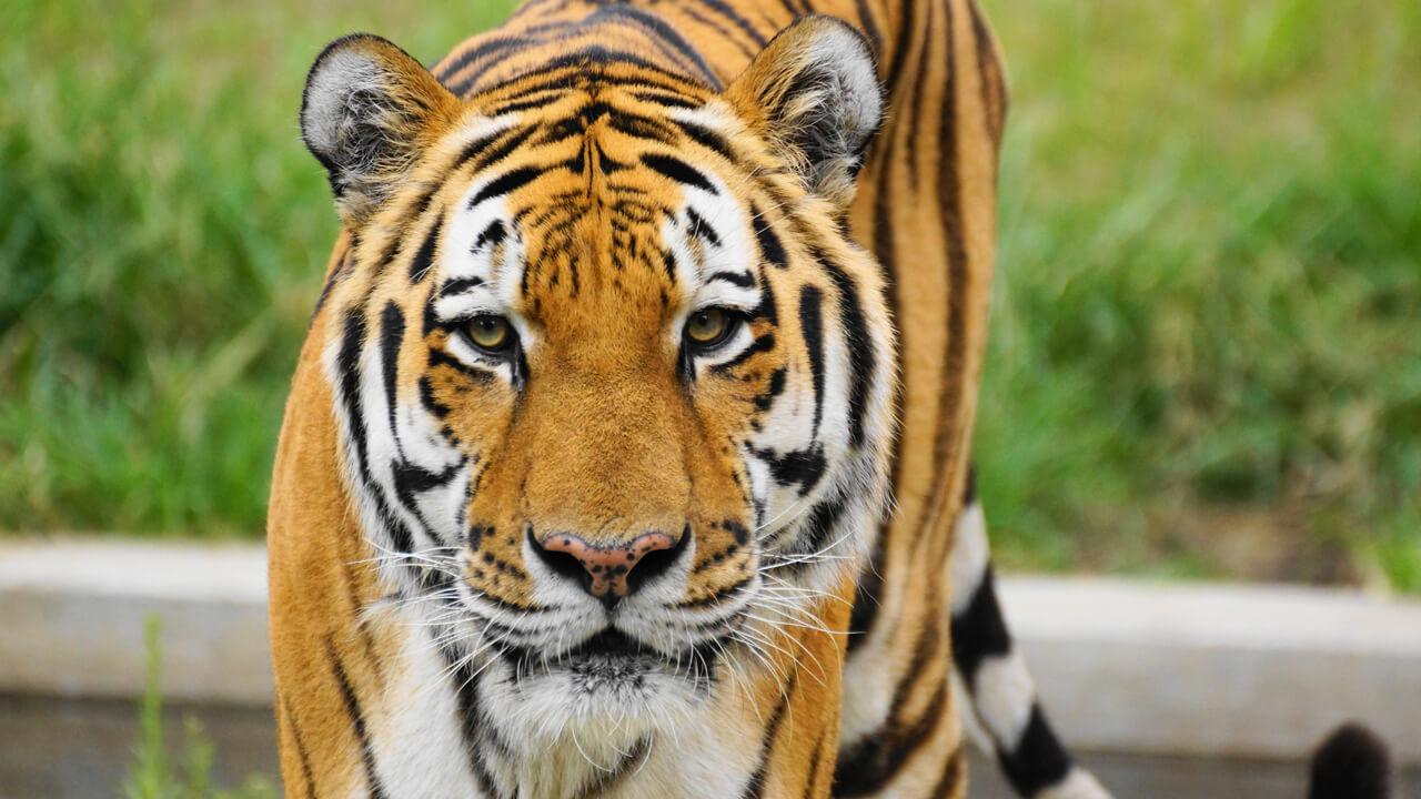 動物図鑑（アムールトラ） | 地方独立行政法人天王寺動物園