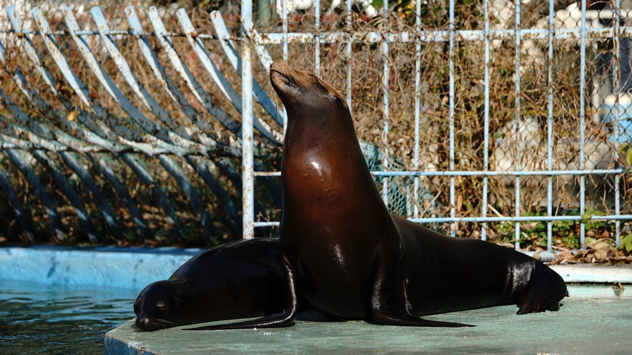 カバ Hippopotamus amphibius