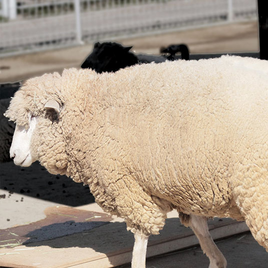 より身近に動物たちを感じられる「ふれあい広場」