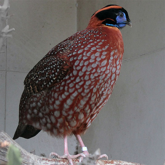 鳥の楽園