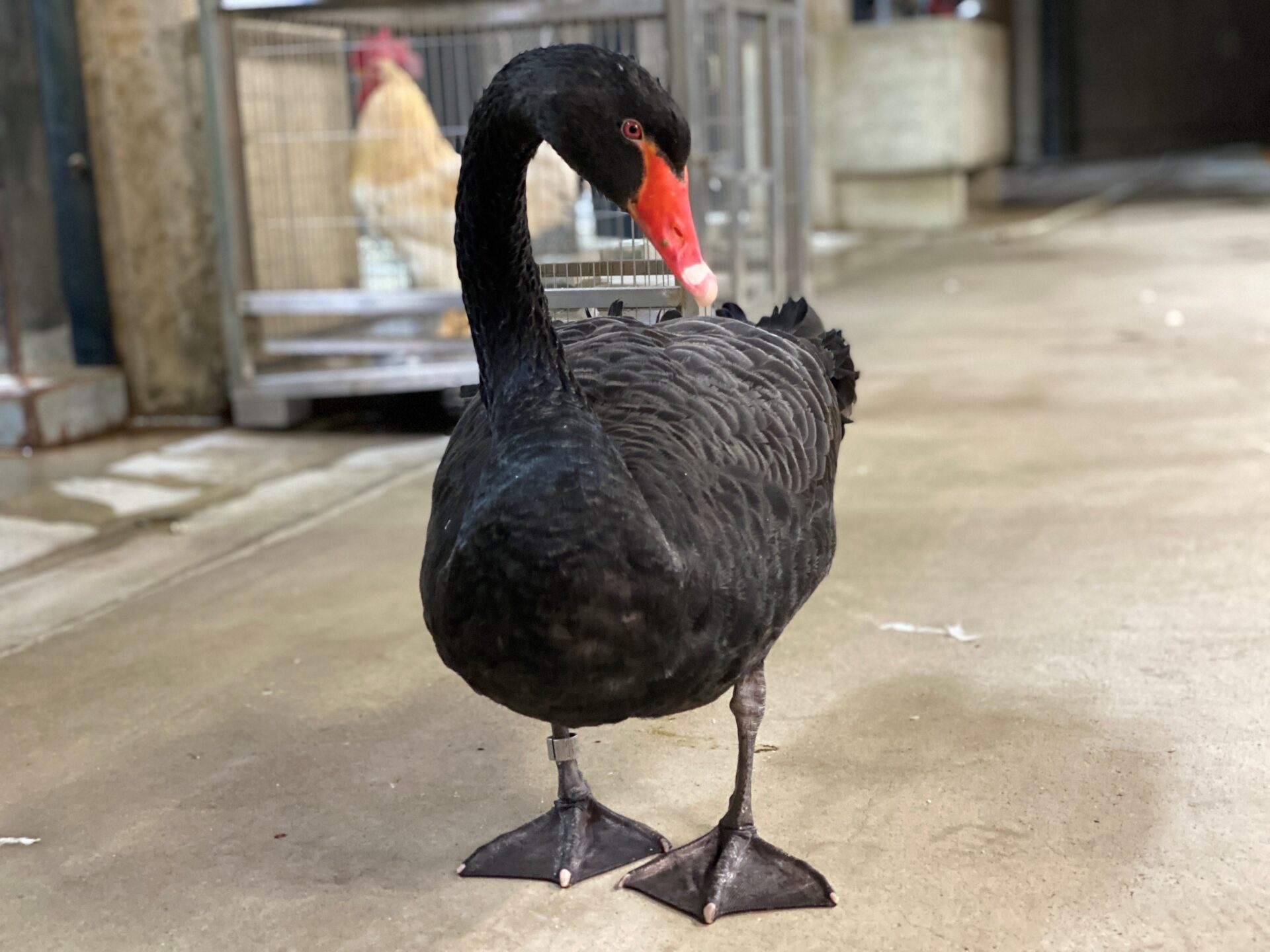 コクチョウのサユリが出園します 地方独立行政法人 天王寺動物園