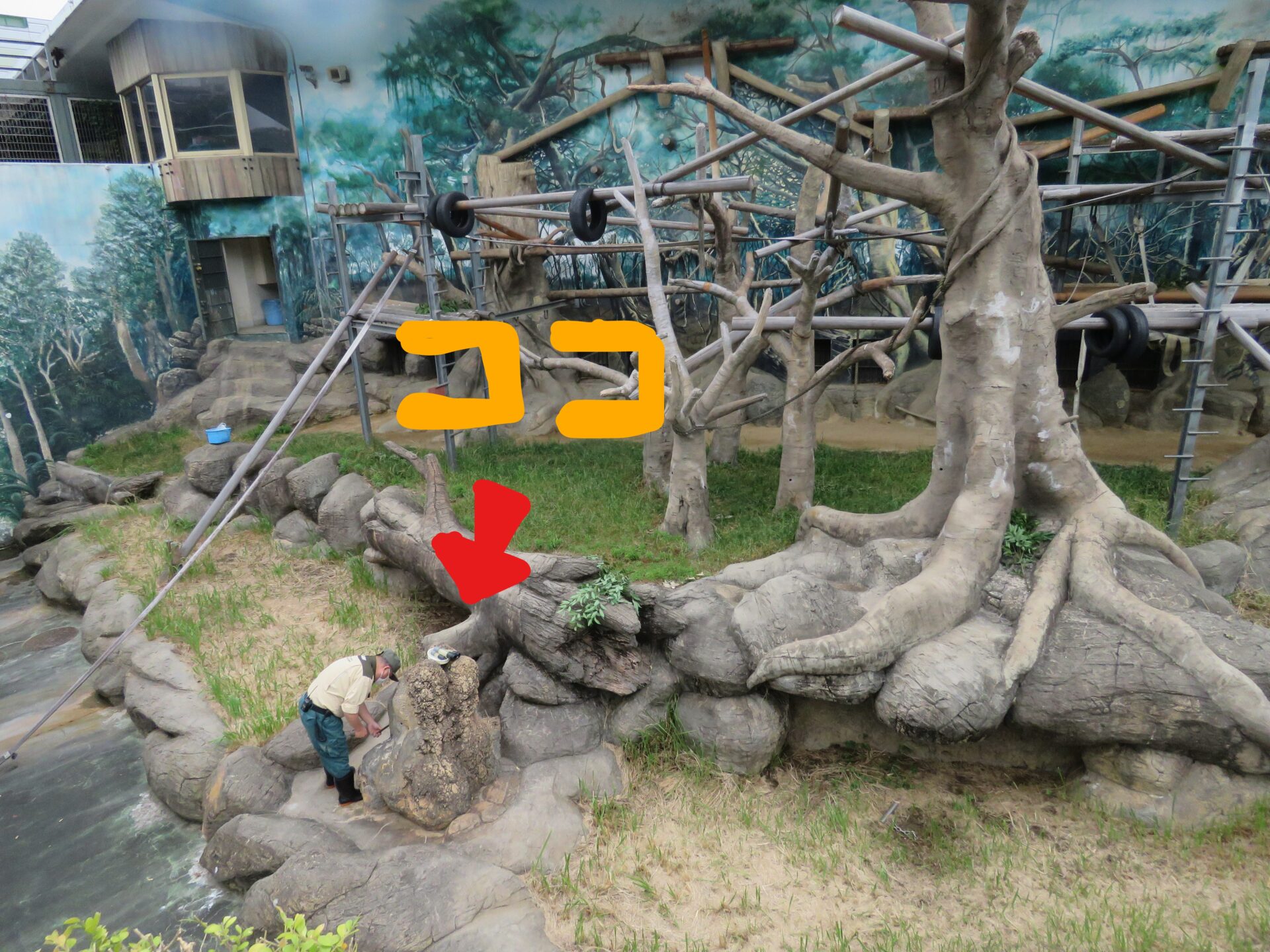 6年ぶりの蟻塚 地方独立行政法人 天王寺動物園