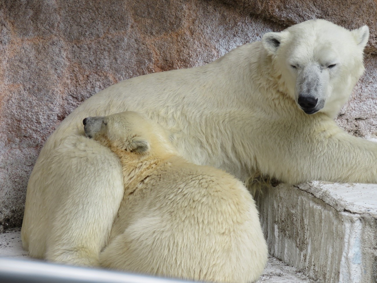 ホウちゃん成長記録 By帝京科学大学 地方独立行政法人 天王寺動物園