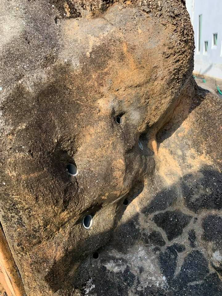 6年ぶりの蟻塚 地方独立行政法人 天王寺動物園