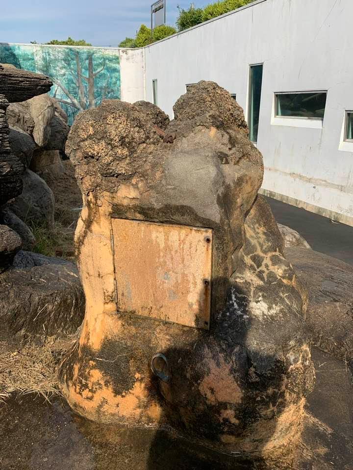 6年ぶりの蟻塚 地方独立行政法人 天王寺動物園