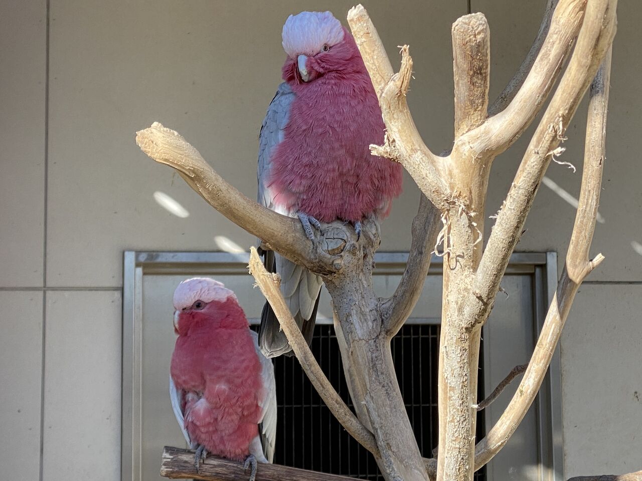 6月15日は オウム 06 インコ 15 の日 地方独立行政法人 天王寺動物園 6月15日は オウム 06 インコ 15 の日 地方独立行政法人 天王寺動物園