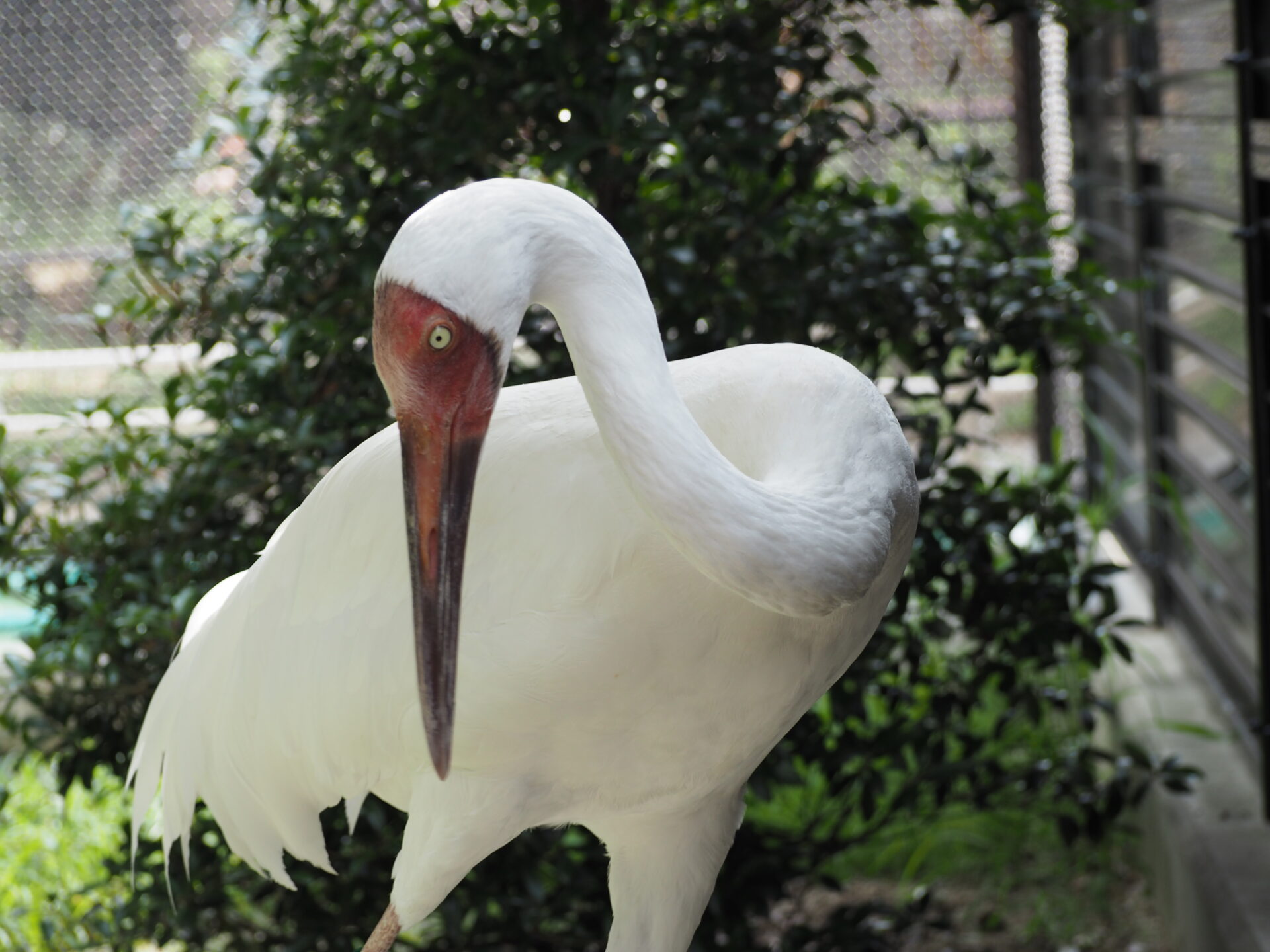天王寺動物園のツルたち 地方独立行政法人 天王寺動物園