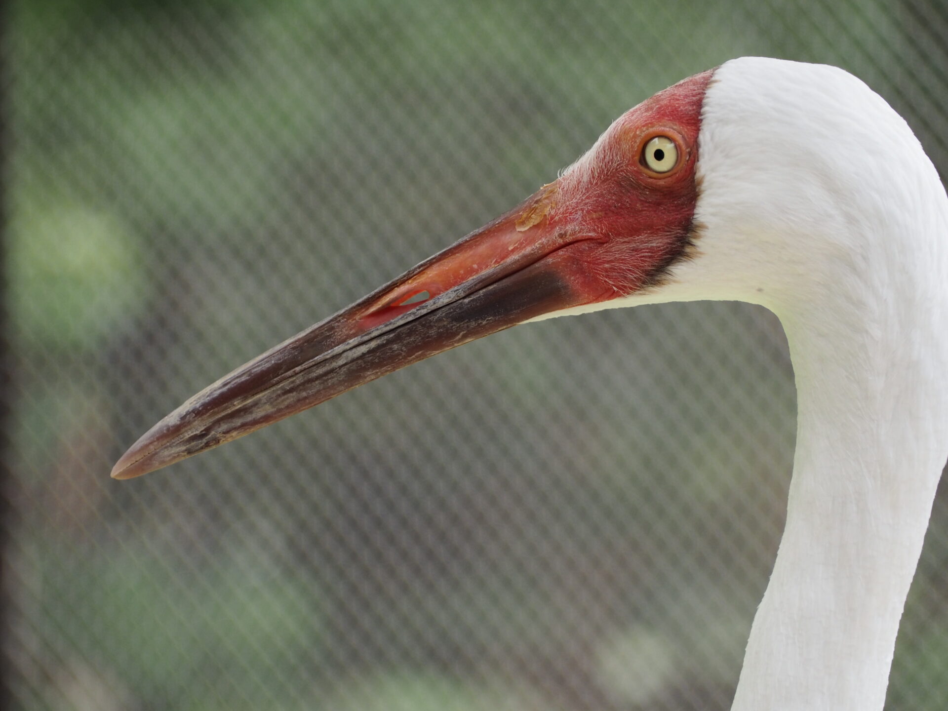 天王寺動物園のツルたち 地方独立行政法人 天王寺動物園